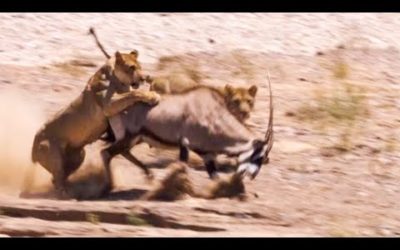 Two Lions Take on Oryx | Natural World: Desert Lions | BBC Earth