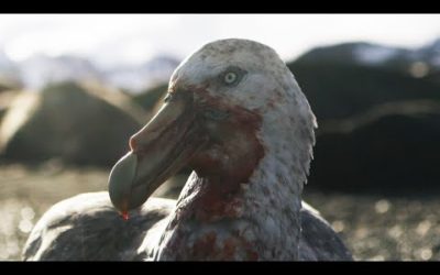 Giant Petrels: Heroes or Villains? | Seven Worlds, One Planet | BBC Earth