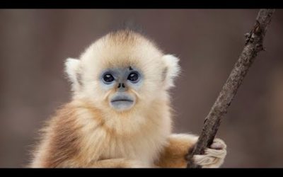 The Monkey with Blue Skin and no Nose | Seven Worlds, One Planet | BBC Earth