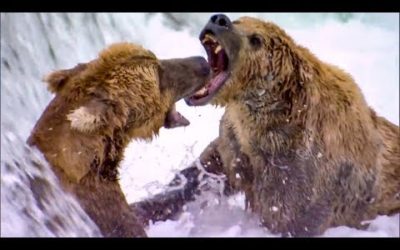 Top 5 Most Dangerous River Moments | BBC Earth