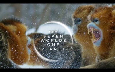 Seven Worlds One Planet: New Trailer | David Attenborough Series |  BBC Earth