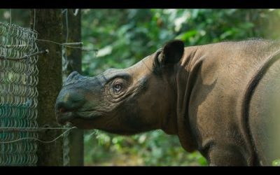 The World’s Smallest Rhino is Going Extinct | Seven Worlds, One Planet | BBC Earth