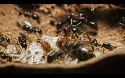 Bloodthirsty Ants Decapitate Queen | Empire Of The Desert Ants | BBC Earth