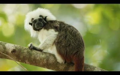 Cotton-top Tamarins Have Incredible Hairdos! | Seven Worlds, One Planet | BBC Earth
