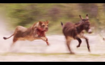 Young lions mercilessly attack donkey herd | Natural World: Desert Lions | BBC Earth