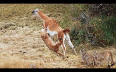 Puma takes on guanaco three times her weight | Seven Worlds, One Planet | BBC Earth