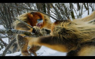 Snow Monkeys Battle to the Death | Seven Worlds, One Planet | BBC Earth