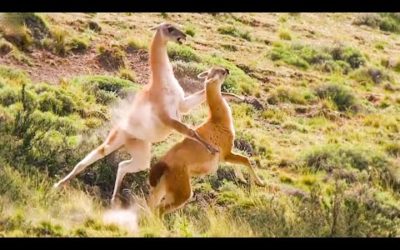 Best of South American Animals | Top 5 | BBC Earth