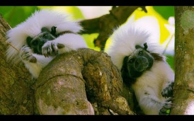 Adorable primates face extinction due to deforestation | Seven Worlds, One Planet | BBC Earth