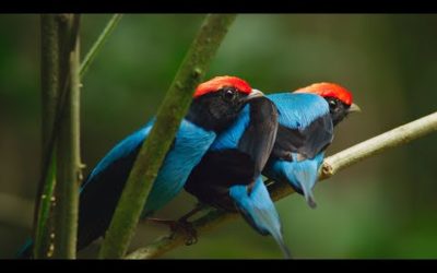 Manakin birds practice dance moves to impress females | Seven Worlds, One Planet | BBC Earth