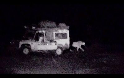 Ranger uses roar to scare off lions | Desert Lions | BBC Earth