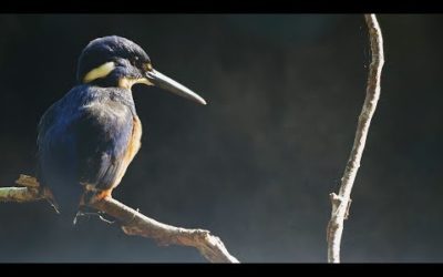 Kingfisher has an unlikely fishing buddy | Seven Worlds, One Planet | BBC Earth