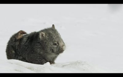 Cute baby wombat finds some food | Seven Worlds, One Planet | BBC Earth