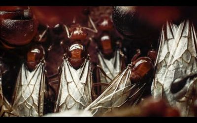 Swarm of Ants Flies For The First Time | Empire Of The Desert Ants | BBC Earth