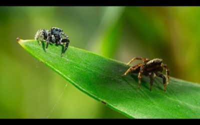 Tiny jumping spider dances for his life | Seven Worlds, One Planet | BBC Earth