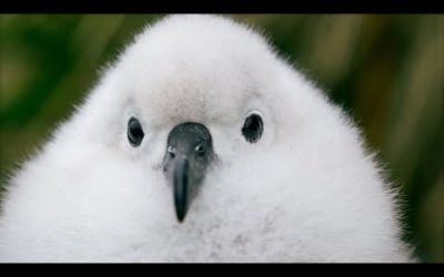 Fluffy Chicks are Blown From Their Nests in Antarctic Storms | Seven Worlds, One Planet | BBC Earth