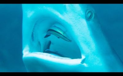 Fearless fish cleans shark’s mouth | Seven Worlds, One Planet | BBC Earth