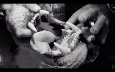 Ranger Performs Health Check on Desert Lioness | BBC Earth