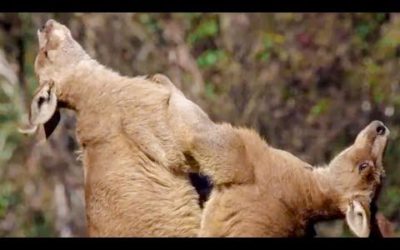 Best of Australian animals | Top 5 | BBC Earth