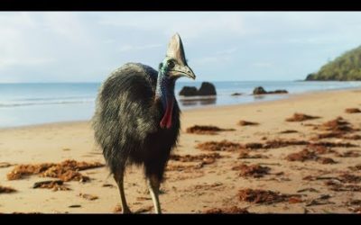 Giant cassowaries are modern-day dinosaurs | Seven Worlds, One Planet | BBC Earth