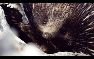 Echidnas are very lazy lovers | Seven Worlds, One Planet | BBC Earth