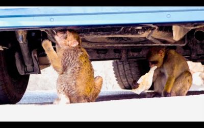 Baby monkeys destroy camera crew’s van | Seven Worlds, One Planet | BBC Earth