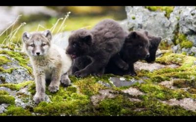Cute baby foxes and other European animals | Top 5 | BBC Earth