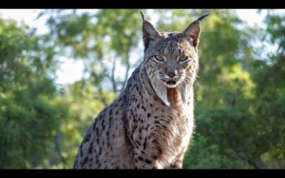 Reintroducing Europe’s wildest cat | Seven Worlds, One Planet | BBC Earth