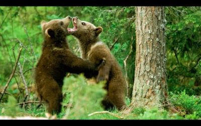 Baby brown bears are seriously cute! | Seven Worlds, One Planet | BBC Earth