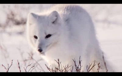 Sneaky Arctic Foxes and Other European Animals | Top 5 | BBC Earth