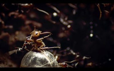 Invaders Rip Queen’s Legs Off | Empire Of The Desert Ants | BBC Earth