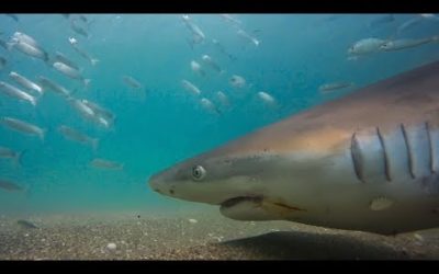 The Ultimate Fish Feeding Frenzy | Seven Worlds, One Planet | BBC Earth