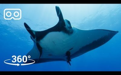 Dive with Giant Manta Rays in Mexico in 3D 360 | Our Blue Planet VR | BBC Earth