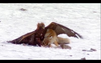 Top 5 Asian Animals | BBC Earth