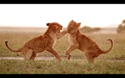 Lions are Unstoppable Predators | Wild Files with Maddie Moate | BBC Earth