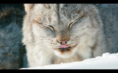 Cats Will Be Cats! | Seven Worlds, One Planet | BBC Earth