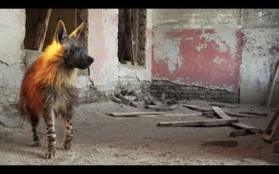 This Ghost Town Is Home To Africa’s Rarest Predator | BBC Earth