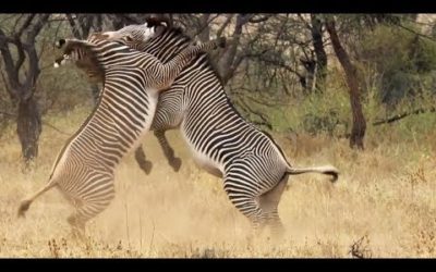 Best of African Animals | Top 5 | BBC Earth