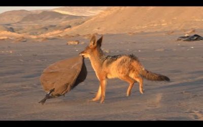 Do You Have What It Takes To Be A Wildlife Filmmaker? | Seven Worlds, One Planet | BBC Earth