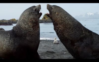 Why Are There Too Many Fur Seals in South Georgia? | BBC Earth