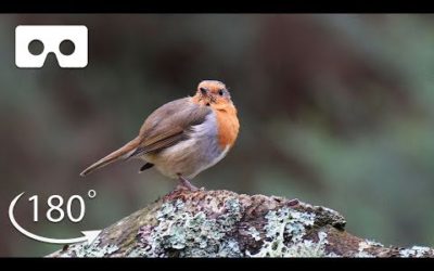 Unwind In A Forest In The Scottish Highlands | VR 180 | BBC Earth