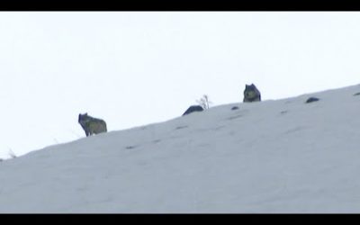 Elusive Wolves Sighted On Mountain Top | Expedition Wolf | BBC Earth