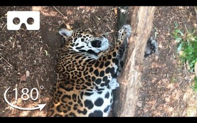 Up Close With Big Cats | VR 180 | BBC Earth