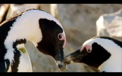 Best of Penguins | Top 5 | BBC Earth