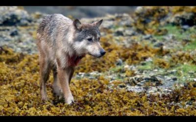 Wolf Captured on Stakeout | Expedition Wolf | BBC Earth