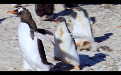 Baby Penguin Annoys Neighbour | Penguin Post Office | BBC Earth