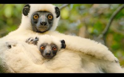 Sifaka Lemurs Make A Treacherous Journey For Food | BBC Earth