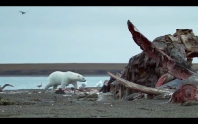 Top 5 North American Animals | BBC Earth