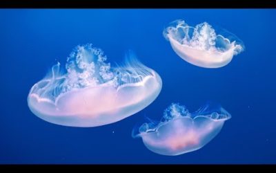 Diving 1000m Below The Surface | BBC Earth Podcast