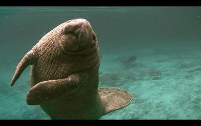 Manatees Struck by Boats | Seven Worlds, One Planet | BBC Earth